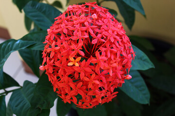 Ixora coccinea is a genus of flowering plants in the Rubiaceae family. This flower is very suitable to be used as an ornamental plant in the home page.