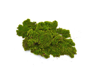 Green forest moss isolated on a white background