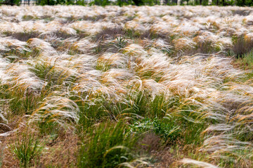 Beautiful of Feather Pennisetum or Mission Grass close up mode with back light of sunrise in the morning, abstract background concept.