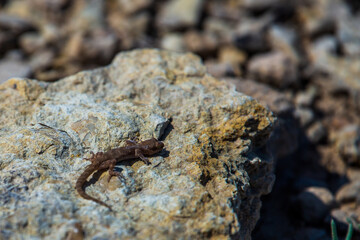 Even-fingered gecko genus Alcophyllex or squeaky gecko in wild nature