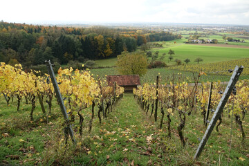 Weinberg bei Hoerstein