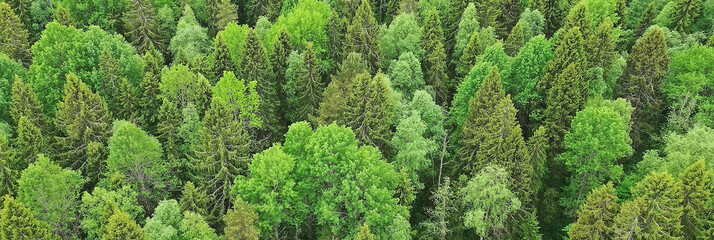 forest top view, landscape panorama view of summer forest with quadrocopter aerial view