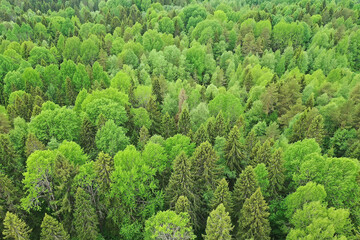 forest top view, landscape panorama view of summer forest with quadrocopter aerial view