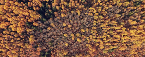 autumn forest landscape, view from a drone, aerial photography viewed from above in October park