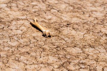 Animal bone on the ground in desert