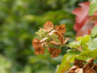 Weißen Blütenrispen der Eichenblatt-Hortensie (Hydrangea quercifolia) die dann zu einem dumpfen...