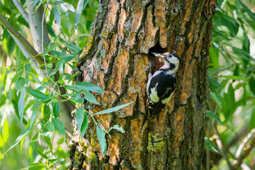 Close up Syrian woodpecker or Dendrocopos syriacus on tree next to its hole.