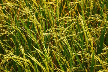agricultural, agriculture, asia, asian, background, beautiful, cerea, countryside, crop, cultivate, cultivation, environment, farm, farmer, farming, farmland, field, food, fresh, golden, grain, grass,