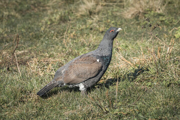 Gallo Cedrone