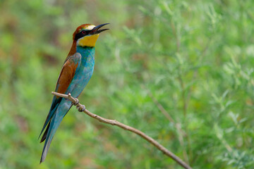 European bee-eater or Merops apiaster is sitting on a twig