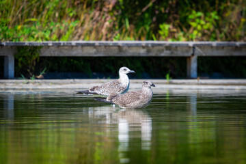 Seagull floating on a fresh water pond