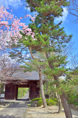 輪王寺　山門と桜