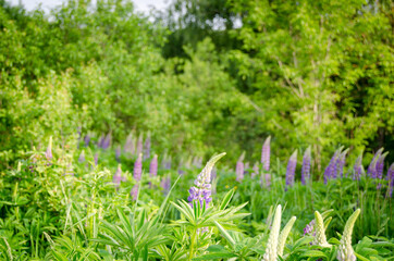 Blooming lupins in the garden