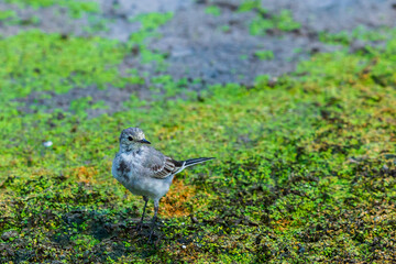 Juvenile white wagtail or Motacilla alba