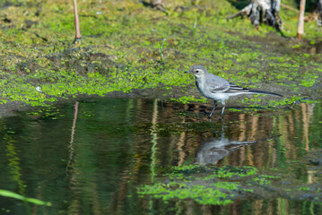 White Wagtail or Motacilla alba. Wagtails is a genus of songbirds. Wagtail is one of the most useful birds. It kills mosquitoes and flies, which deftly chases in the air