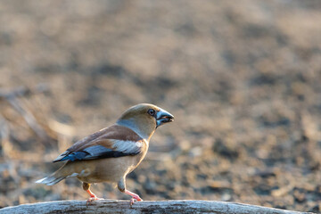 A common hawfinch or Coccothraustes coccothraustes