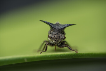bug on a leaf