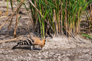 Eurasian Hoopoe or Common hoopoe or Upupa epops