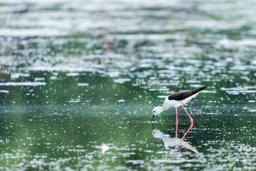 Black-winged Stilt feeding at eye level in natural pond
