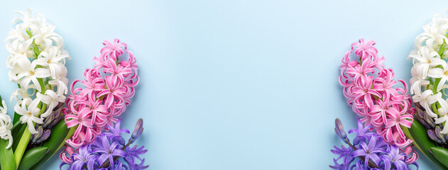 Spring banner with pink, white and purple hyacinths on blue pastel background. Copy space. Top view