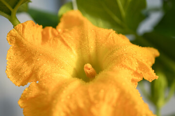 butternut squash yellow flower 
