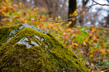 苔の付いた石