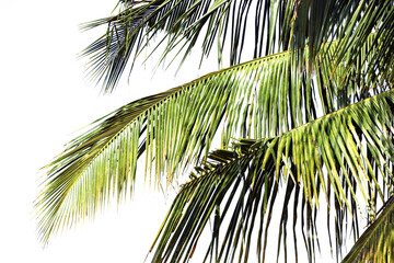 leaves of coconut tree isolated on white background, Detail of coconut trees and leaf with soft light background