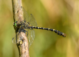 small pincertail or green-eyed hook-tailed dragonfly (Onychogomphus forcipatus) © Petr