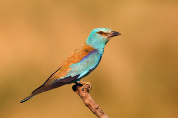 The European roller (Coracias garrulus) sitting on the branch. Amazing blue bird with deep orange natural background.