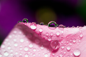 Abstraction Floral macro background. Close-up water drops on pink flower with violet background. Place for text.