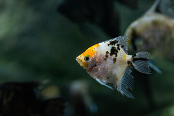 Portrait of freshwater angelfish or Scalare, Pterophyllum scalare, orange black white silver color