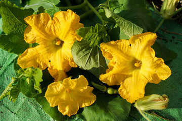 butternut squash yellow flower 