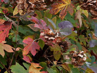 (Hydrangea quercifolia) Eichenblättrige Hortensie oder Eichen-Hortensie. Große Rot bis braunrot...