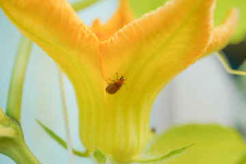 red pumpkin beetle on butternut squash flower