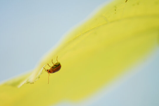 red pumpkin beetle on yellow leaf of butternut squash 