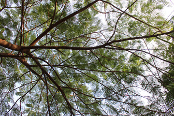 Green leaves pattern background, Natural background and wallpaper