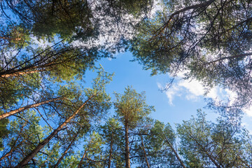 Tall old coniferous trees in the forest, bottom view. Selective focus, blue sky background