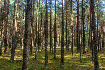 Trunks of tall coniferous trees in the forest in summer. Pine trees grow on green grass. Selective focus