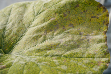 powdery mildew on butternut squash leaf