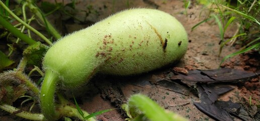 Green hatch attached to the trunk and leaves in the garden