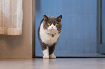 Cute British Shorthair cat, indoor shot