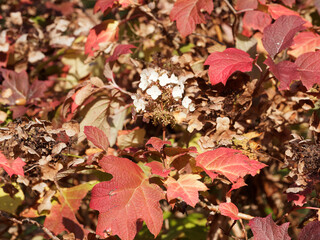 (Hydrangea quercifolia) Eichen-Hortensie oder Eichenblatt-Hortensie mit weißen Blütenrispen und den Herbst mit flammendem Blattwerk