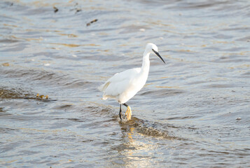 Little Egret fishing