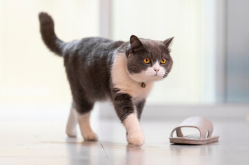 British shorthair cat walking indoors