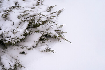 Snow-covered bush in winter