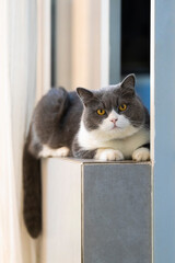 Cute British Shorthair lying on the windowsill