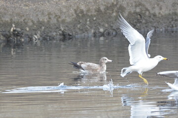 海辺のウミネコの群れ