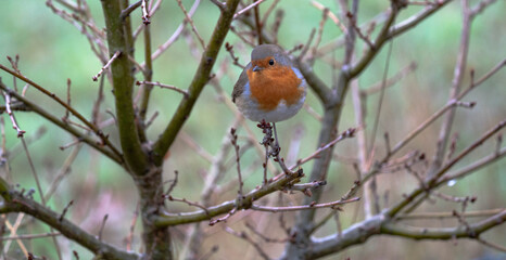 Robin