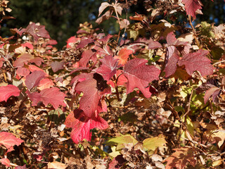 (Hydrangea quercifolia) Eichen-Hortensie oder Eichenblatt-Hortensie mit Prachtvoll Herbstfärbung. Leuchtet der ganze Strauch in Farbton von Orange über Rot bis Rotbraun