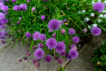 Chives